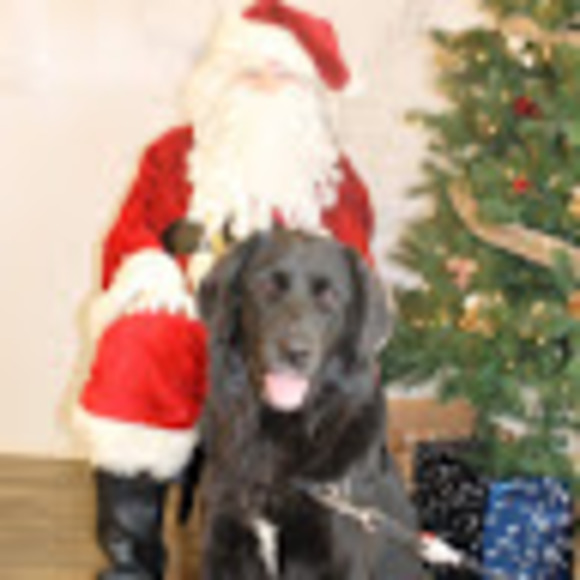 Meet your Posher, Luna - Picture 1 of 1